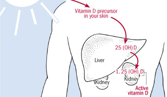 Functions of vitamin D