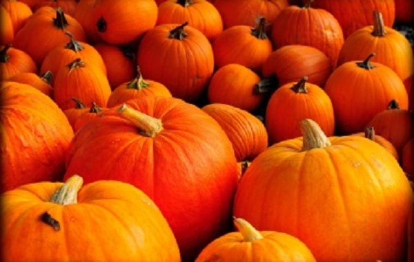 pumpkin-min